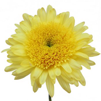 Lemon Yellow Cremon Flower | FiftyFlowers.com