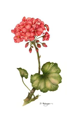 botanical art geranium