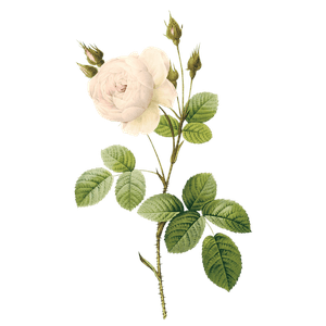 white rose png