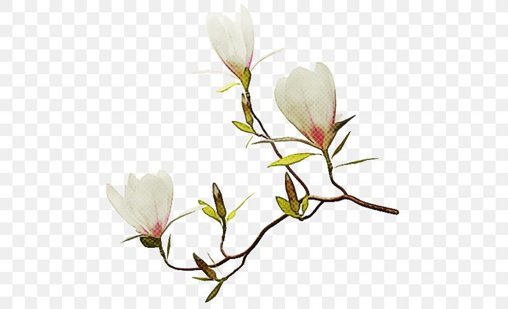 Magnolia Flower, PNG, 500x500px, Plant Stem, Botany, Branch, Bud, Crocus Download Free