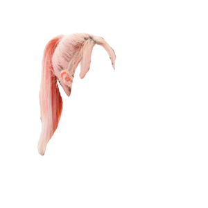 pink hair png bangs ponytail