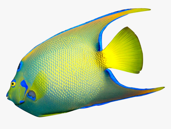 Download Angelfish Png File - Angel Fish On White Background, Transparent Png , Transparent Png Image - PNGitem
