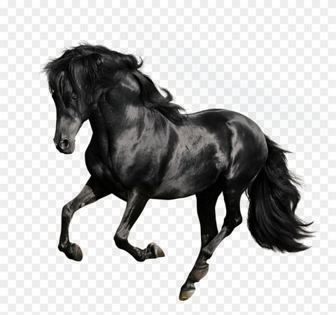 Andalusian American Quarter Arabian Gallop Stallion - Black Horse White Background Clipart (#1330654) - PikPng