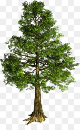 rowan tree no background - Google Search
