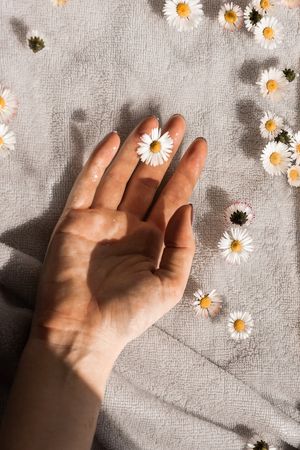person holding white daisy flowers photo – Free Image on Unsplash