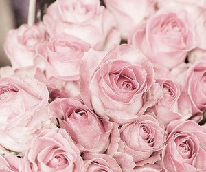 45 kuvaa old rose -kokoelmassa We Heart It -palvelussa | Selaa lisää aiheesta pink, flowers ja rose
