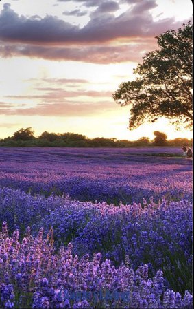 lavender south of France