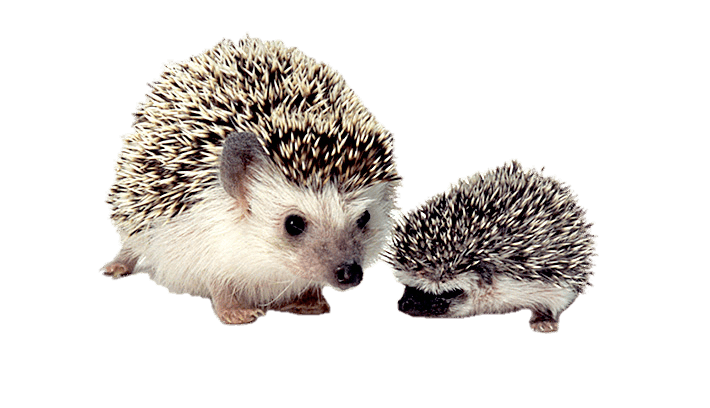 hedgehog png - Google Search
