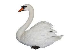 swan swimming no background - Google Search