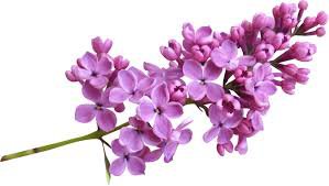 Lilac Flower Sprig