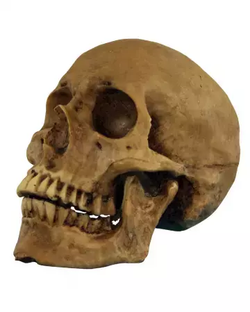 Realistischer Totenschädel Polyresin Halloween Deko | Horror-Shop.com