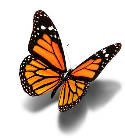 butterfly - Google Search
