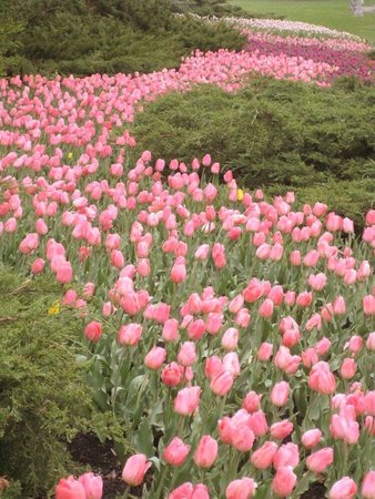 tulips aesthetic spring