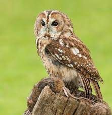 Skye the Owl