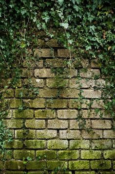 mossy ivy wall