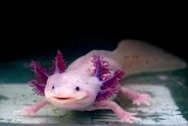 axolotl - Google Search
