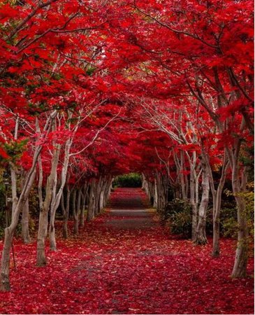 Red trees fall