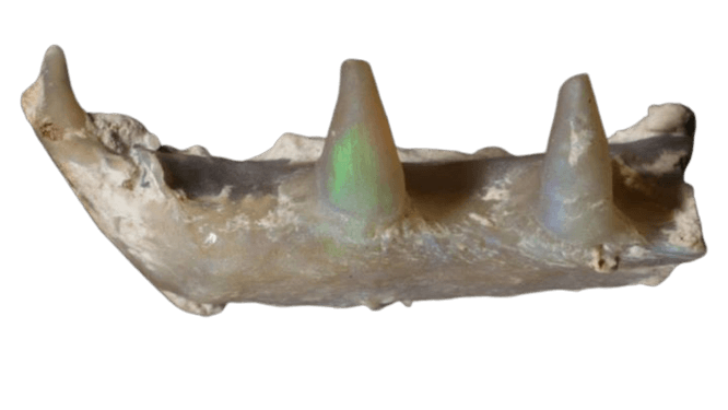 opal teeth