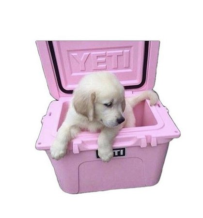 yellow lab in pink crate
