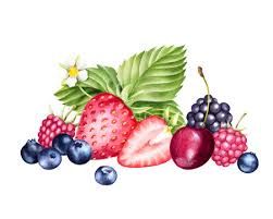 mixed berry watercolor - Google Search