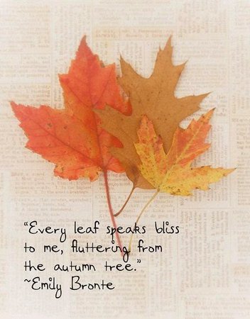 All Things Audry: "Fall" in love with Autumn: Ten Quotes/Sayings!