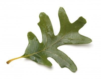 oak leaves - Google Search