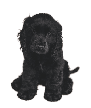 black puppy png