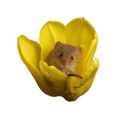 [undeadjoyf] harvest mice in flowers