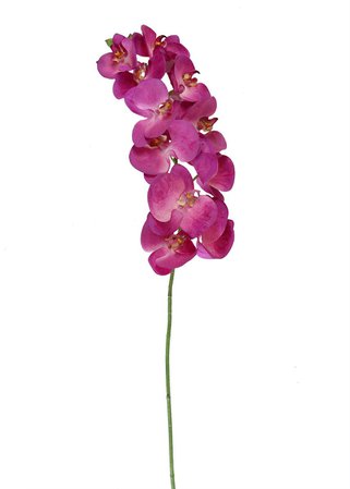 Orchids in Fuchsia Purple flower