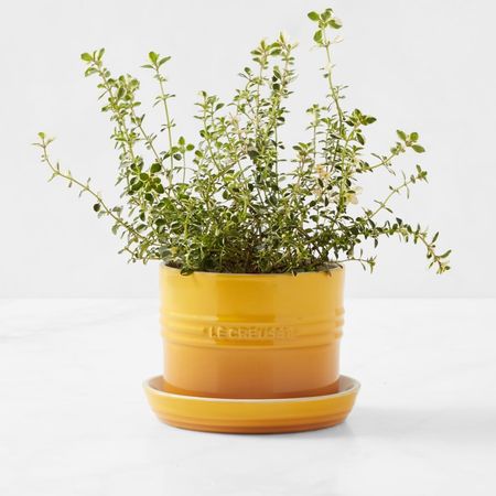 Le Creuset Herb Planter with Tray, Nectar | Williams Sonoma