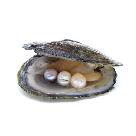 Cultured Freshwater Vacuum-pack Oyster Wish Pearls, Pearl Mussel Shell with Pearl Inside, One Shell with One Pearl | Wish