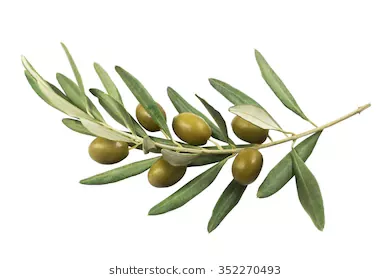olive branch - Google Search
