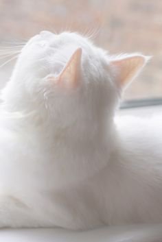 (318) Pinterest white cat