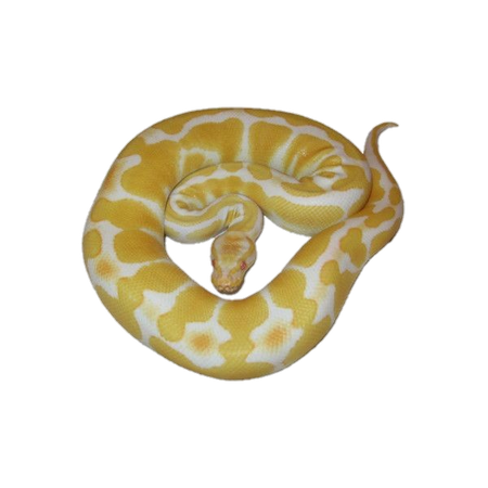 Yellow Ball Python