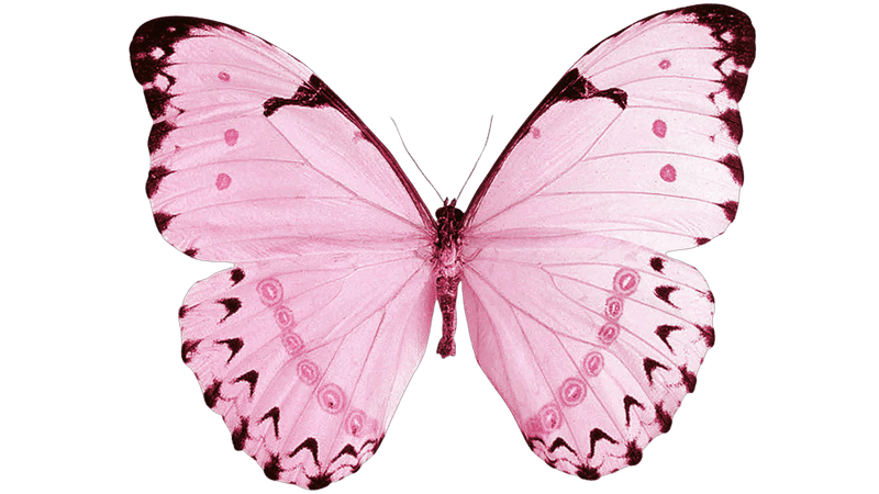 butterfly pink