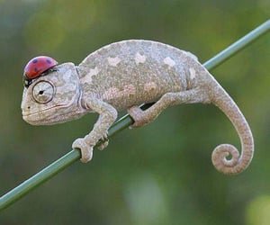 Chameleons Wearing Ladybug Hats ! on We Heart It