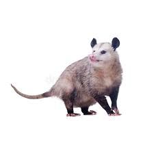 white background opossum png - Google Search