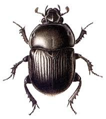 beetle png - Google Search