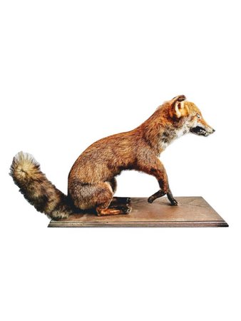 Fox taxidermy