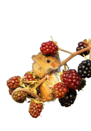 cias pngs // rodent on some berries