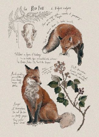 red fox sketchbook art