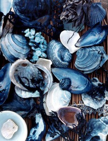 sea shell ocean aesthetic poseidon
