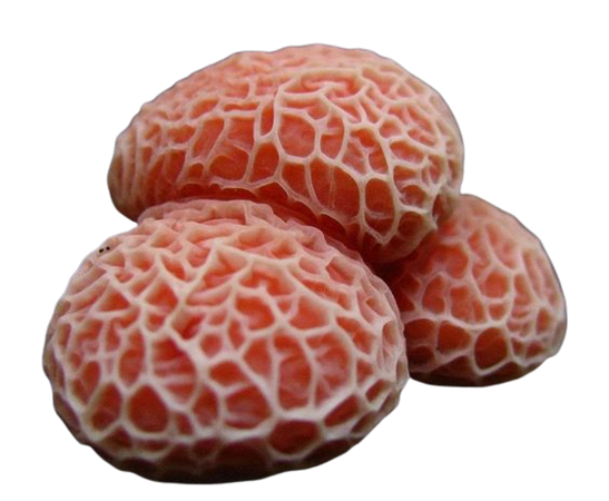 Rhodotus fungi