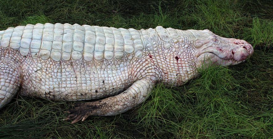 'annihilation' albino alligator