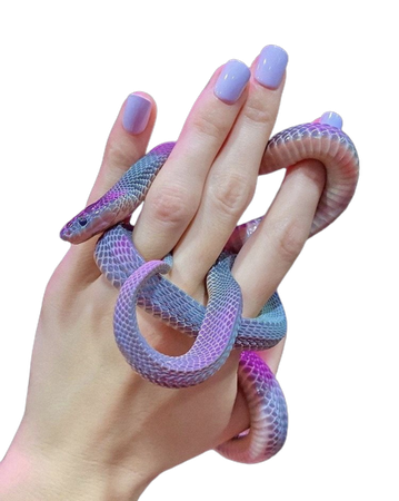 lilac snake