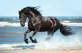 horse - Google Search