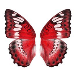 red butterfly wings