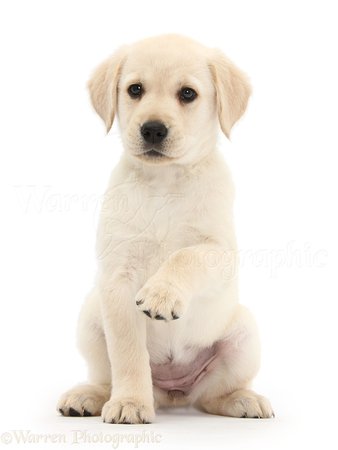 puppy white background - Google Search
