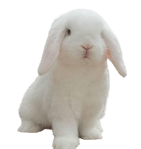 bunny white rabbit