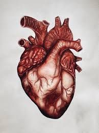 human heart - Google Search